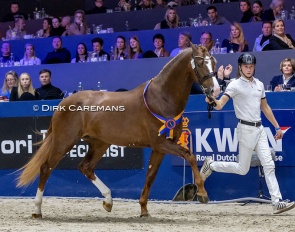 Premium licensed stallion Pride at the 2023 KWPN Stallion Licensing :: Photo © Dirk Caremans