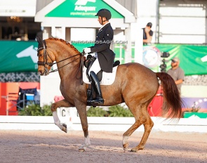 Julio Mendoza Loor and Jewel's Goldstrike at the 2023 CDIO Wellington :: Photo © Astrid Appels