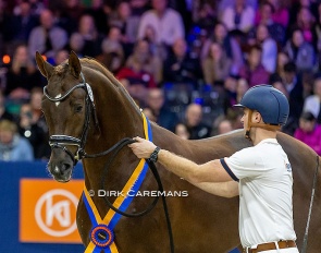 L'Avenir, crowd favourite at the 2023 KWPN Stallion Licensing :: Photo © Dirk Caremans