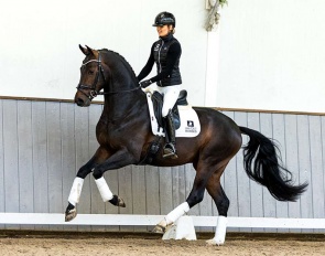 Licensed stallion Fabiano (by For Romance x Diamond Hit x Matcho AA)