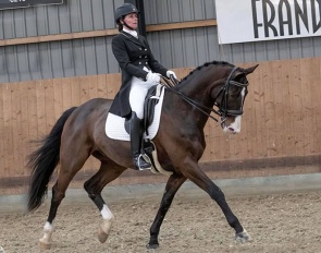 Ace (by Dybdalgaard´s Ferrai x Metternich)