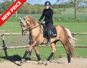 Andante H (by Blue Hors Don Olymbrio L x Magic Memphis)