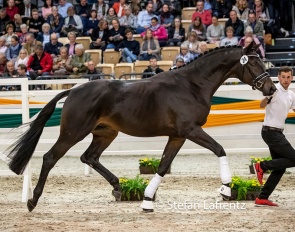 Integer at the 2018 Trakehner Stallion Licensing in Neumunster :: Photo © Stefan Lafrentz