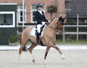 Strandgaards Doleys at the 2022 CDI Opglabbeek :: Photos © Astrid Appels