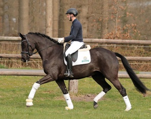This talented young mare (by Secret x Weltmeyer x Prince Thatch xx) found a new, loving home last year in the North German Dressage Elite Sales Days