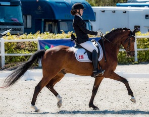 FEI Dressage pony schoolmaster by Hagelkruis Valentijn x Morgenland's Andor