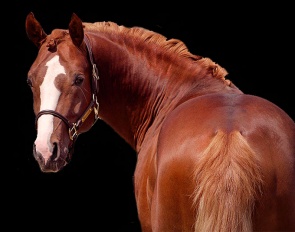 Valerio, 5-year old German Riding pony gelding by Vincenzo NRW x FS Don't Worry