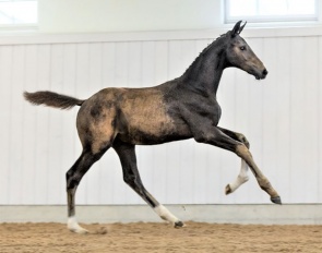 Download WCB (by Hesselhoj Donkey Boy x Blue Hors Zack)