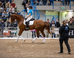 Search the best possible balance and confidence that is available for the moment, and start working from there. The first time on a bigger arena may be exciting, give the horse a good experience of the situation and build confidence that is useful also later :: Photo © Heidi Lammi