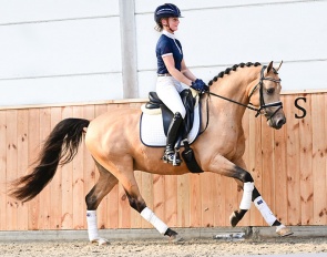 Licensed pony stallion Dancer van het Singel (by Veenstra’s Krack x De Goede Ree’s Metall)