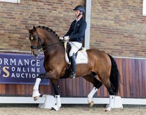 McKenzy JHL, a 6 yr. old approved KWPN stallion by Alexandro P x W V Saron.