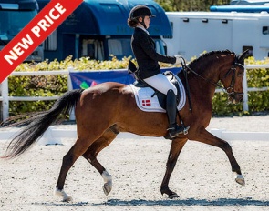 FEI Dressage pony schoolmaster by Hagelkruis Valentijn x Morgenland's Andor