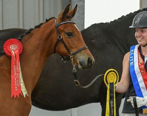 Tambatini, British Hanoverian Foal of the Year 2022