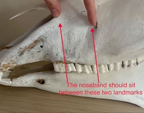 The noseband should sit between the nasal notch and infraorbital canal