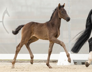 Double Dream (by Dynamic Dream x Benetton Dream) :: Photo © Hannoveraner Verband