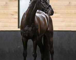 MP Dutch Dressage Horses