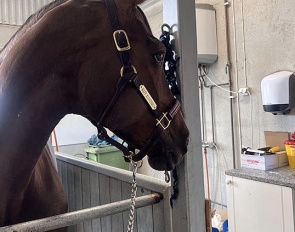 World Cup Finalist mare Mazy Klovenhoj being bred for embryotransfer