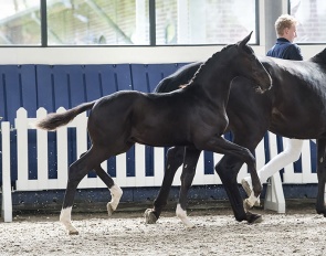 Thibault S (Totilas x De Niro) grandam is full sister Sandro Hit]