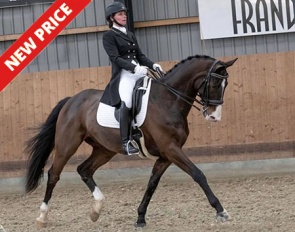Ace (by Dybdalgaard´s Ferrai x Metternich)