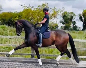 Faraldi (by Blue Hors Farrell x Dancier x Wenzel)