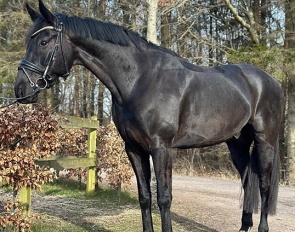 Frans (by Frascino x Sandro Hit x Rubinstein)