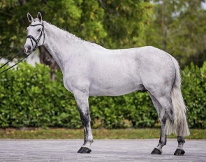 Ramble (by Blue Hors Zack x Rubinstein)