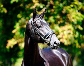 Zeus de Malleret (by Zonik x Brentano II)