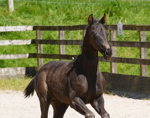 A colt by Blue Hors Zackorado out of international Grand Prix mare Habouche (by Ampere x Sydney)