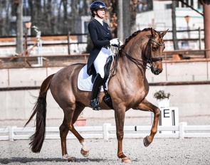 Join Jessica Michel-Botton on her journey to hopefully the 2024 Paris Olympic Games with Haras de Hus' home bred Dorian Grey de Hus (pictured) or Djembe de Hus