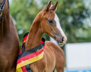 Invincible, the 2023 German Foal Champion colt by Iron x Floresco - For Sale in the Horse24 Champions auction