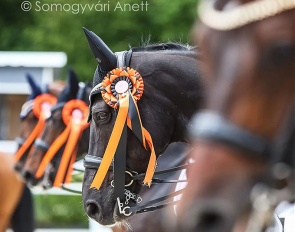 Pilisjaszfalu is ready for the 2023 European Young Rider/Under 25 Championships :: Photo © Anett Somogyvari