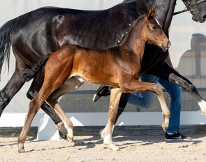 Sympathico (by Segantini x Don Martillo) :: Photo © Hannoveraner verband