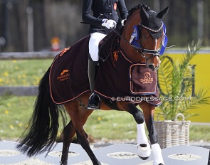 Dark Delight B won the 2021 CDI Opglabbeek :: Photo © Astrid Appels