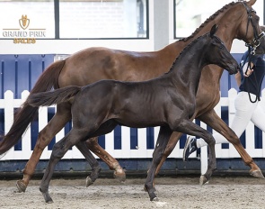 Ti Amo (Glamourdale x Bordeaux) colt