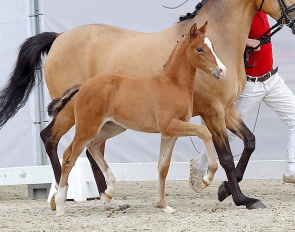 Michael PL (by FS Mr Right x FS Champion de Luxe) :: Photo © Reckimedia