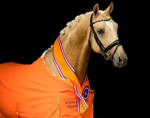 NRPS licensed pony stallion Da Vinci, KNHS Hippiade Champion in 2019