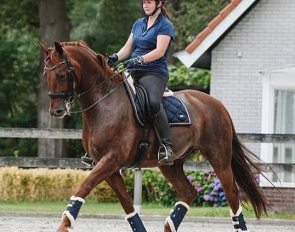 Harrewar (by Connaisseur x Serano Gold)