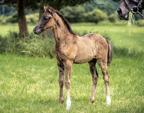 Centurion (by Christ x San Amour x Quattro B), here still with baby coat, black coat underneath :: Photo © Noel Ennett