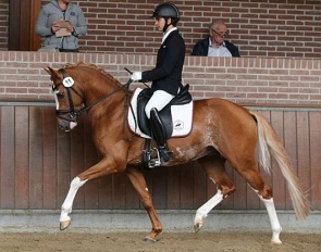 Benedek Pachl aboard Monchundaar Dragonfly in Amber at the 2023 NRPS Stallion Performance Test :: Photo © NRPS