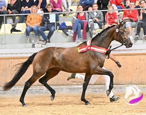 Francine wins the Win 2023 Austrian Warmblood Mare Championship :: Photo © Team Myrtill