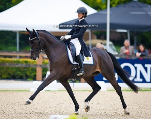 Moretti Weltino (SWB, by Dante Weltino x Master) at the 2023 World Young Horse Championships :: Photo © Astrid Appels