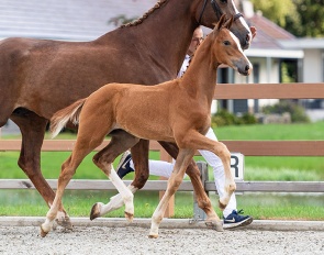 Timberland (by Frankie Lee and out of the half-sister of Olympic team horse Glock's Johnson TN