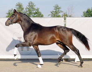 Vandrico (by Vaderlans x Limes)  :: Photo © Reckimedia