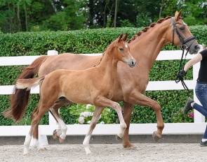 Foal by Dream Royal x Florestan