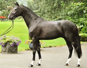 Apanachi (by Apache x Sir Donnerhall x Der Designer)