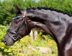A dark bay Oldenburg colt by Dynamic Dream - Sandro Hit