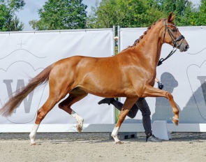 Vivien (by Vitalis x Sir Donnerhall) :: Photo © Recki media