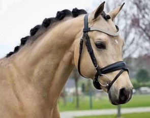 Dynamite Deluxe (by FS Champion de Luxe x Don Joshi AT)