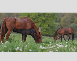 suckling foal :: Photo © Astrid Appels