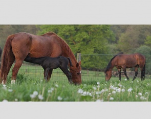 suckling foal :: Photo © Astrid Appels